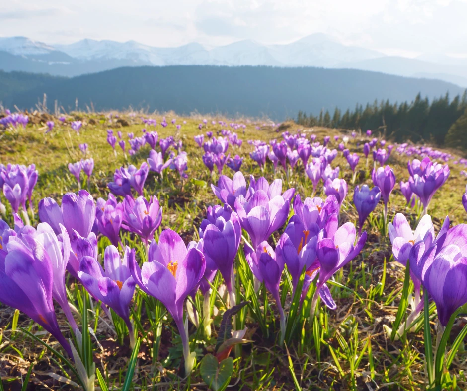 saffron