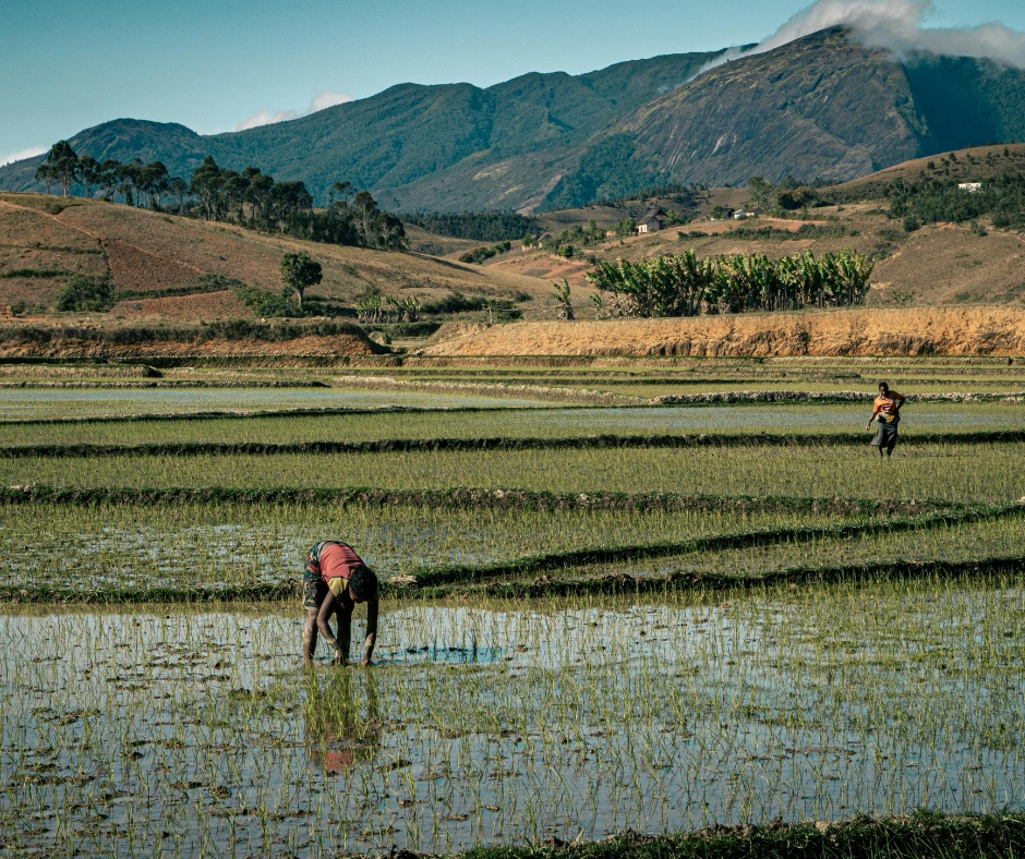 rice farming